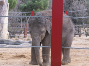 Zoo Aquarium de Madrid - Recinto de Elefantes